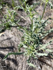 Eryngium jepsonii