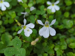 Lobelia angulata