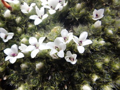 Veronica pulvinaris