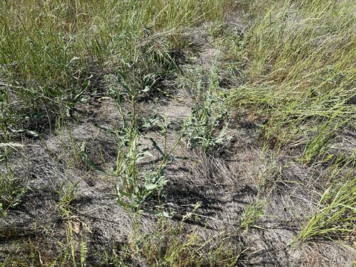 Image of Eryngium jepsonii by (c) Dee Shea Himes, some rights reserved (CC BY)