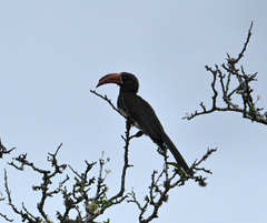 Lophoceros alboterminatus