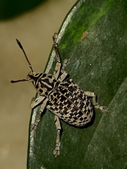 Cydianerus latruncularius