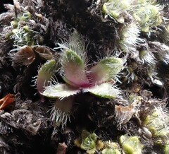 Veronica pulvinaris