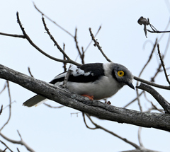 Prionops plumatus poliocephalus