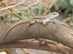 Red-Sided Curly-Tailed Lizard photo 5