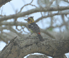 Trachyphonus vaillantii vaillantii