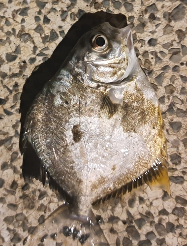 Blackblotch pompano (Trachinotus kennedyi) — Carangidae — 5