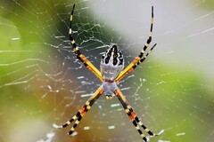Argiope florida