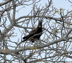 Lophaetus occipitalis