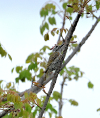 Chloropicus fuscescens