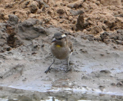 Gymnoris superciliaris