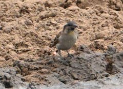 Gymnoris superciliaris