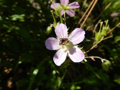 Andrena
