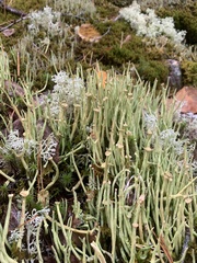Cladonia maxima