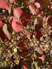 Cornus rugosa