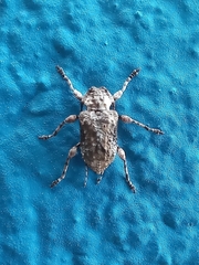 Leptostylus
