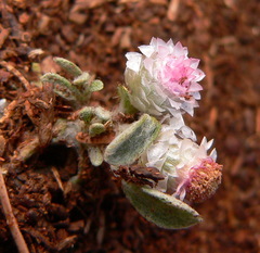 Helichrysum argyrosphaerum