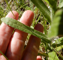 Pseudognaphalium macounii
