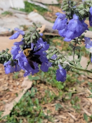 Xylocopa virginica