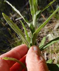 Pseudognaphalium macounii