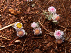 Helichrysum argyrosphaerum