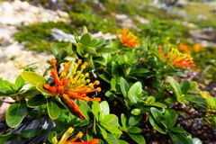 Embothrium coccineum