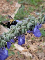 Xylocopa virginica