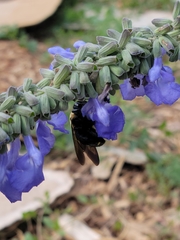 Xylocopa virginica