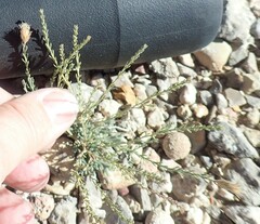 Chaetopappa ericoides