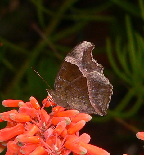 Garden Commodore