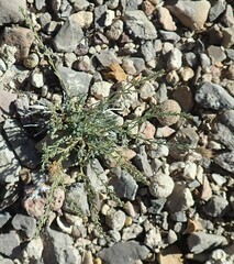 Chaetopappa ericoides