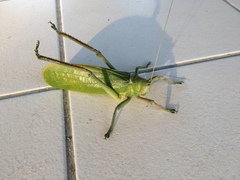 Pseudophyllanax imperialis