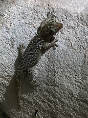 Sphaerodactylus copei