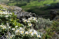 Chiliotrichum diffusum