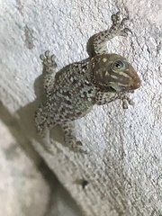 Sphaerodactylus copei