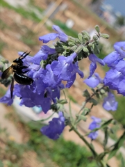Xylocopa virginica