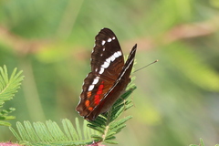 Anartia fatima colima