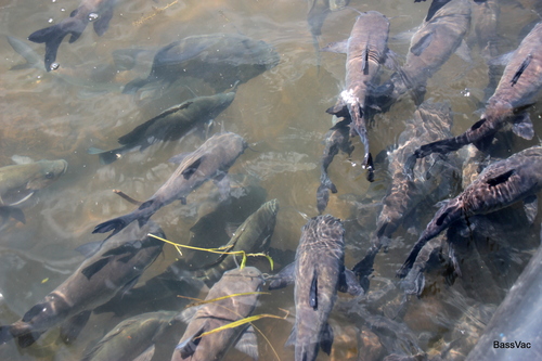 Midgley's catfish (Neoarius midgleyi) — Ariidae