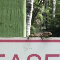 Anolis sagrei