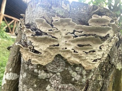 Earliella