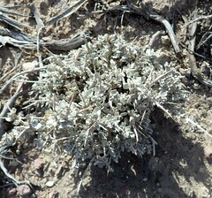 Atriplex confertifolia