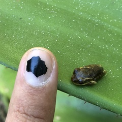 Osteopilus septentrionalis