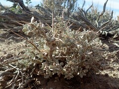 Atriplex confertifolia