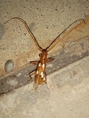 Eburodacrys campestris