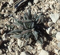 Lappula occidentalis