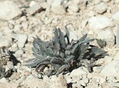 Lappula occidentalis