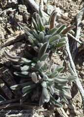 Lappula occidentalis