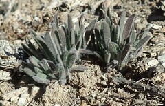 Lappula occidentalis