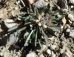 Lepidium lasiocarpum