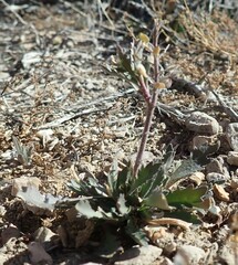 Lepidium lasiocarpum